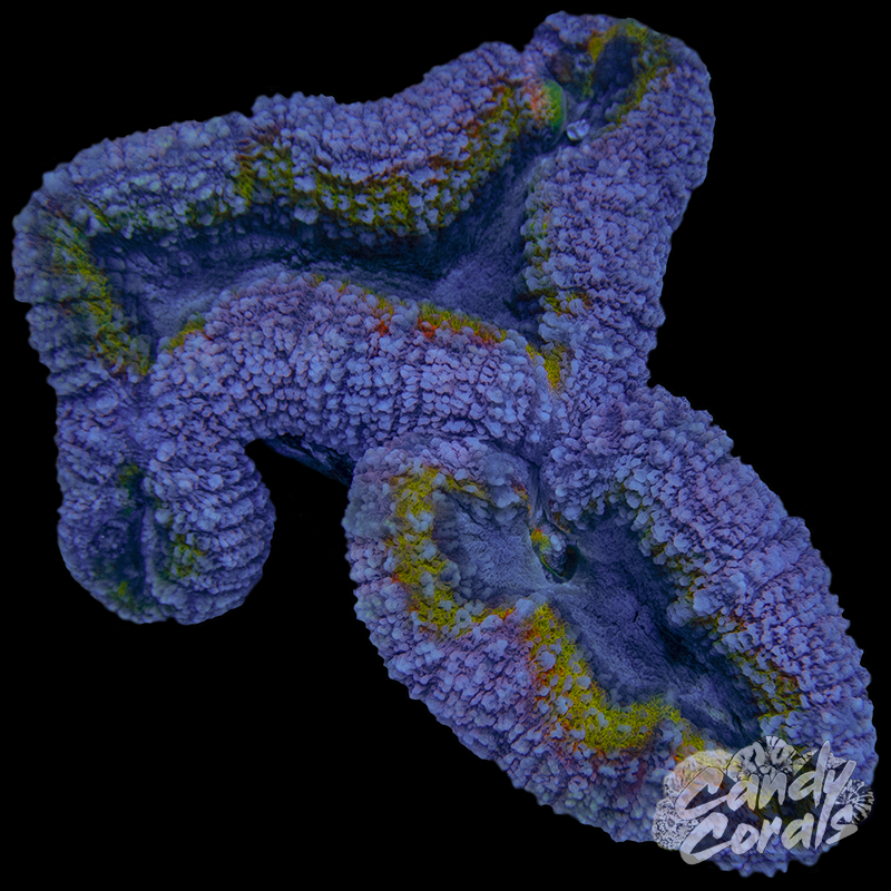 Rainbow Lobophyllia WYSIWYG 71