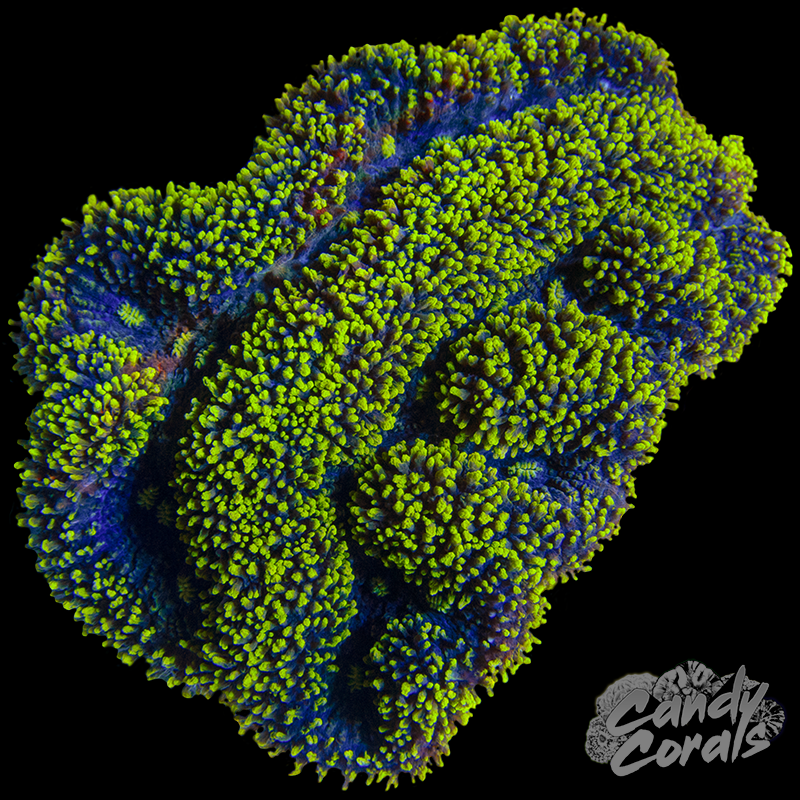 Rainbow Lobophyllia WYSIWYG 95