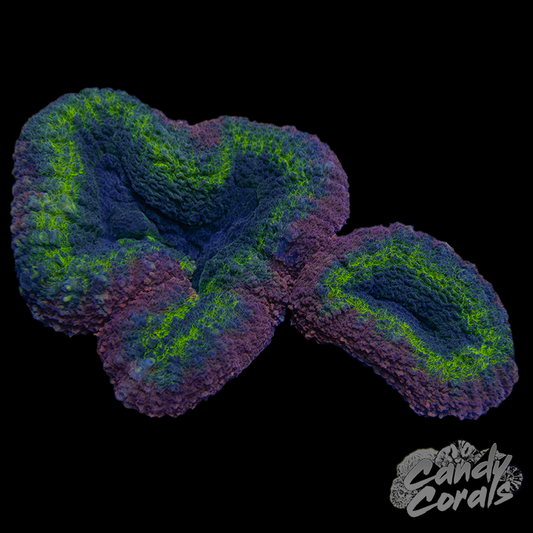 Rainbow Lobophyllia WYSIWYG 59