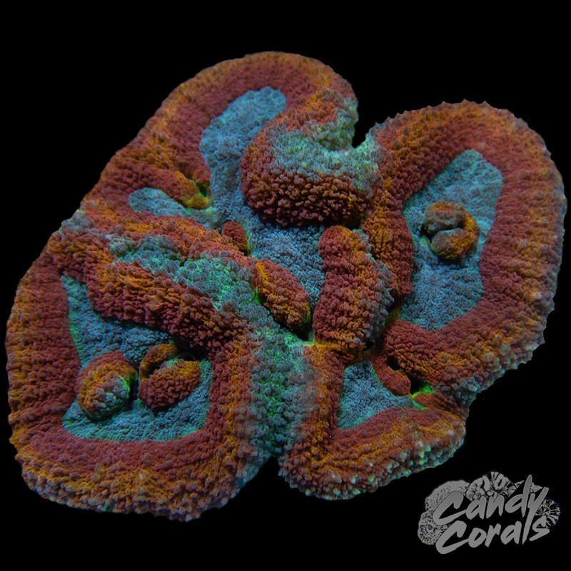 Rainbow Lobophyllia WYSIWYG 46