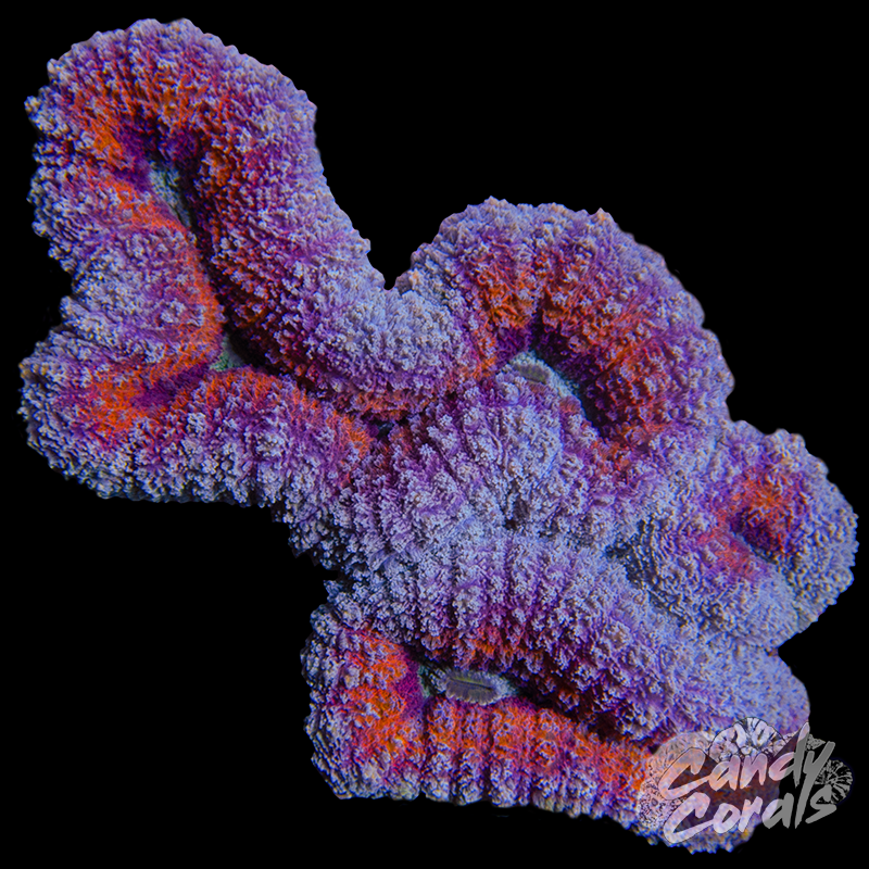 Rainbow Lobophyllia WYSIWYG 81