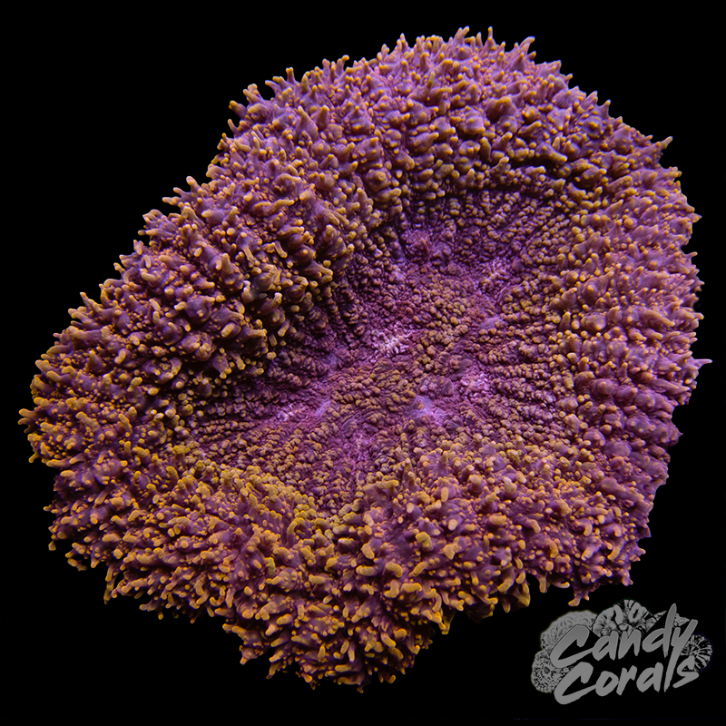 Symphyllia/Lobophyllia Colony WYSIWYG 34