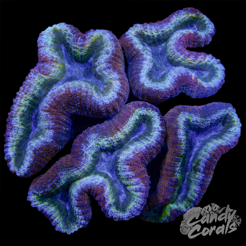Rainbow Lobophyllia WYSIWYG 12