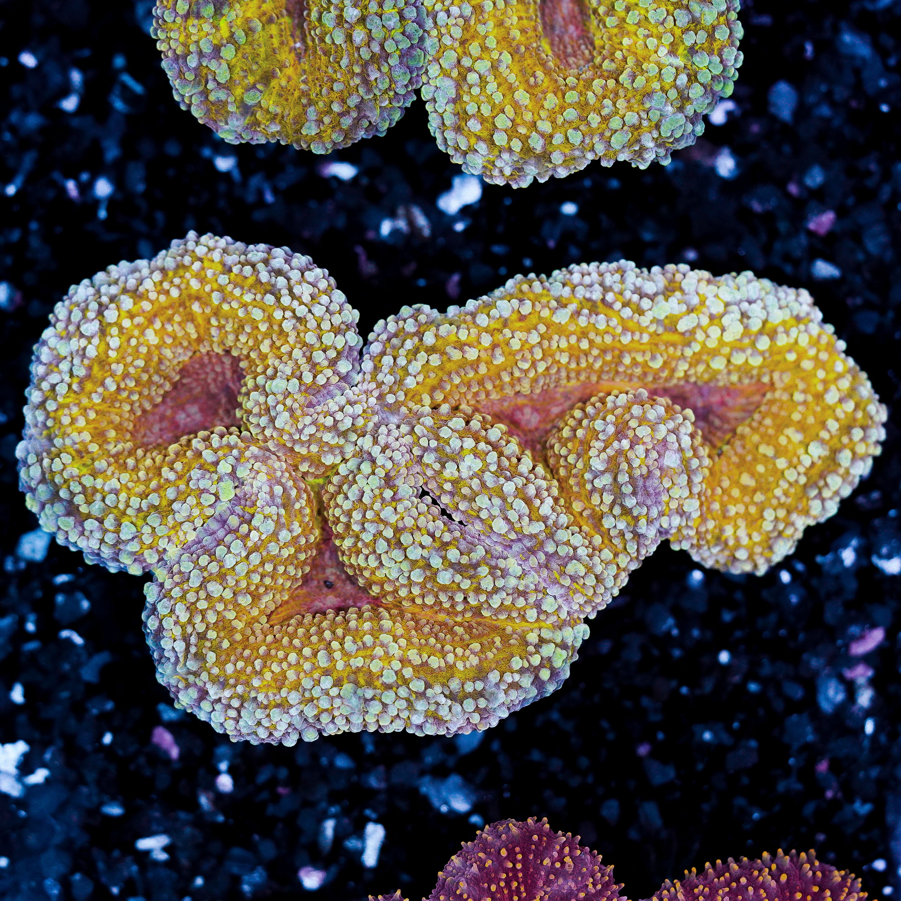 Gold Lobophyllia WYSIWYG 93