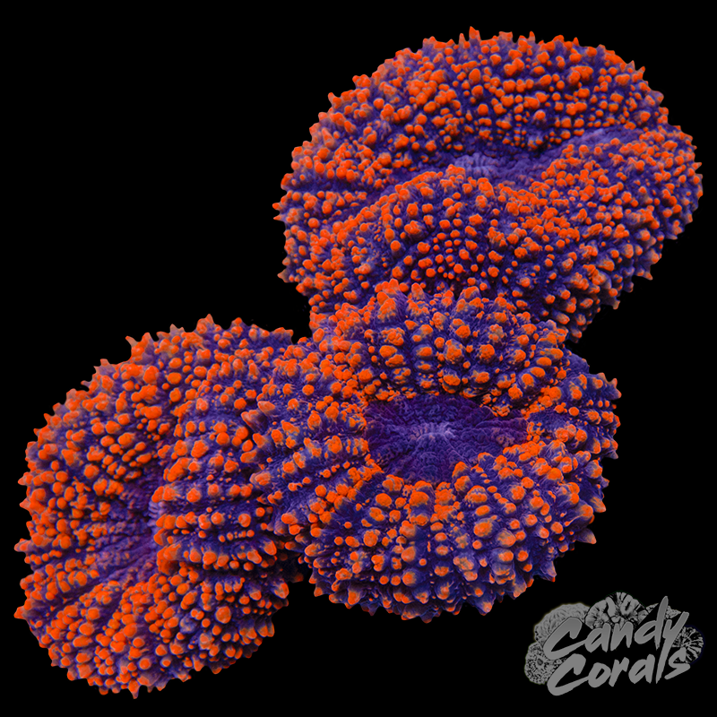 Rainbow Lobophyllia WYSIWYG 41