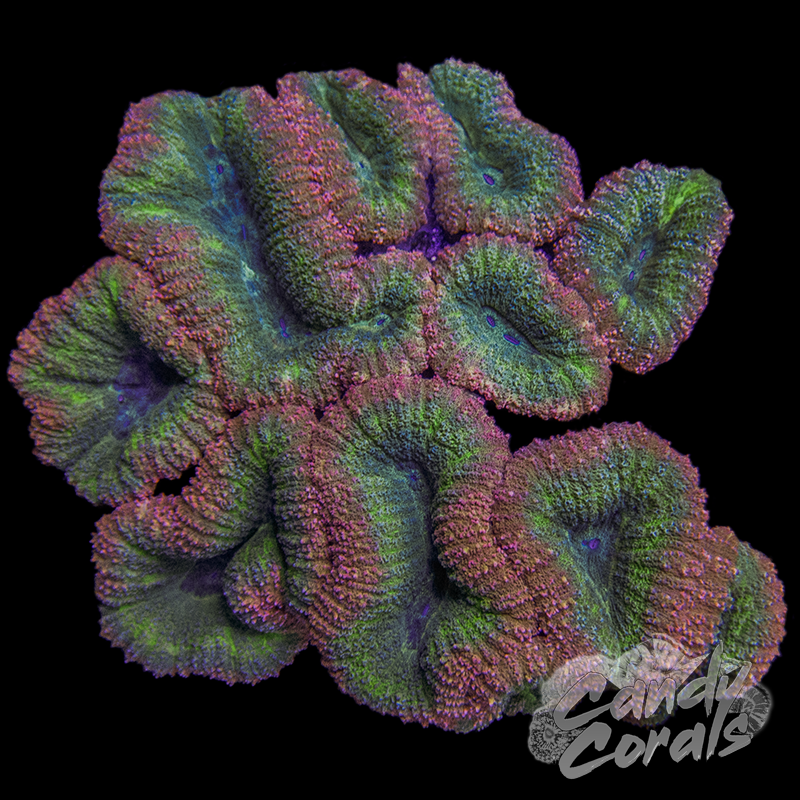 Rainbow Lobophyllia WYSIWYG 9