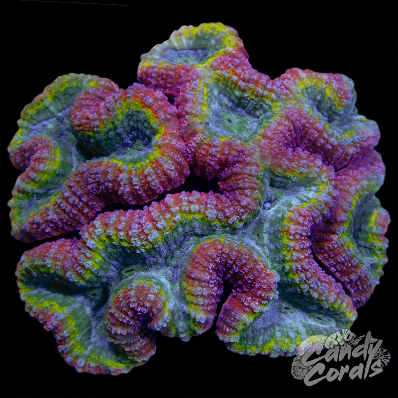 Rainbow Lobophyllia WYSIWYG 11