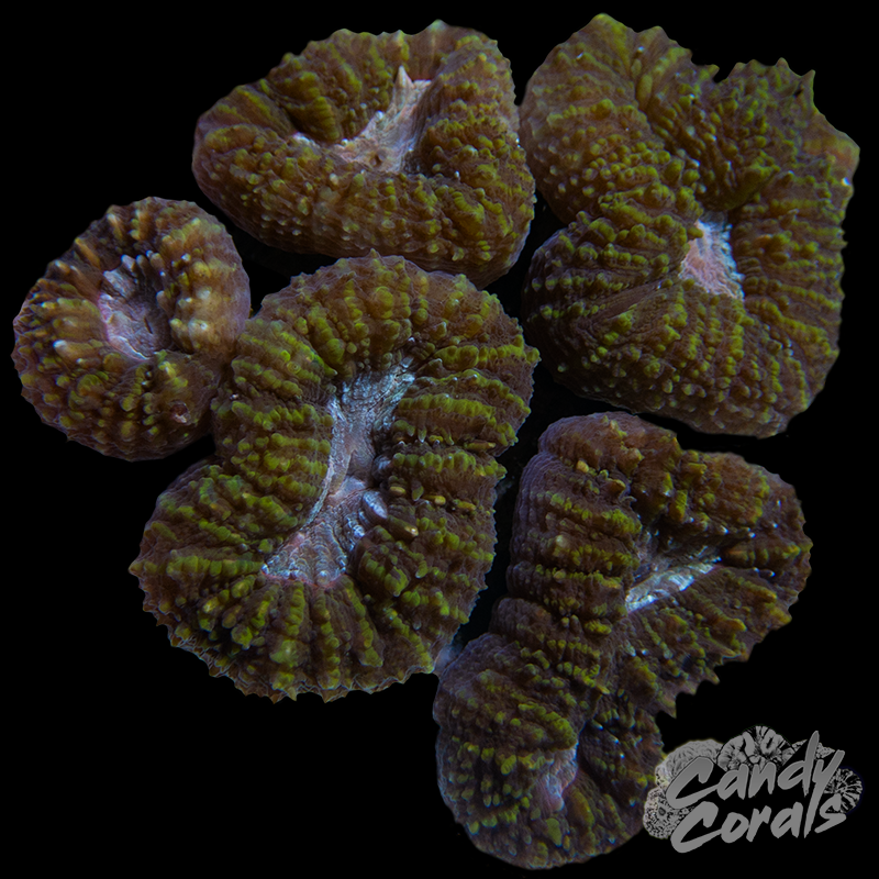 Rainbow Lobophyllia WYSIWYG 47