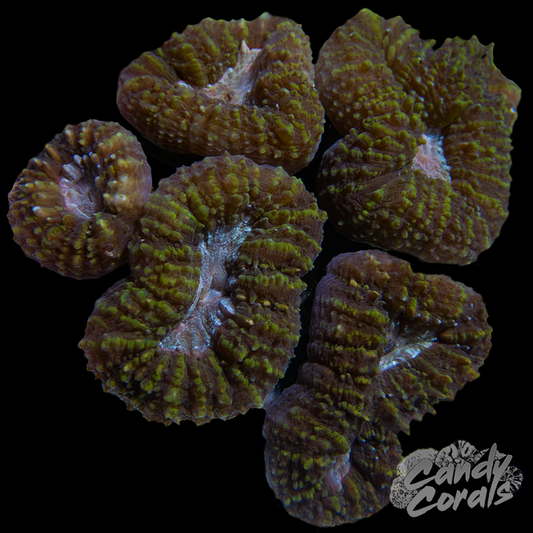 Rainbow Lobophyllia WYSIWYG 47