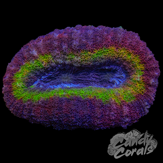 Ultra Rainbow Ring Lobophyllia Per Polyp