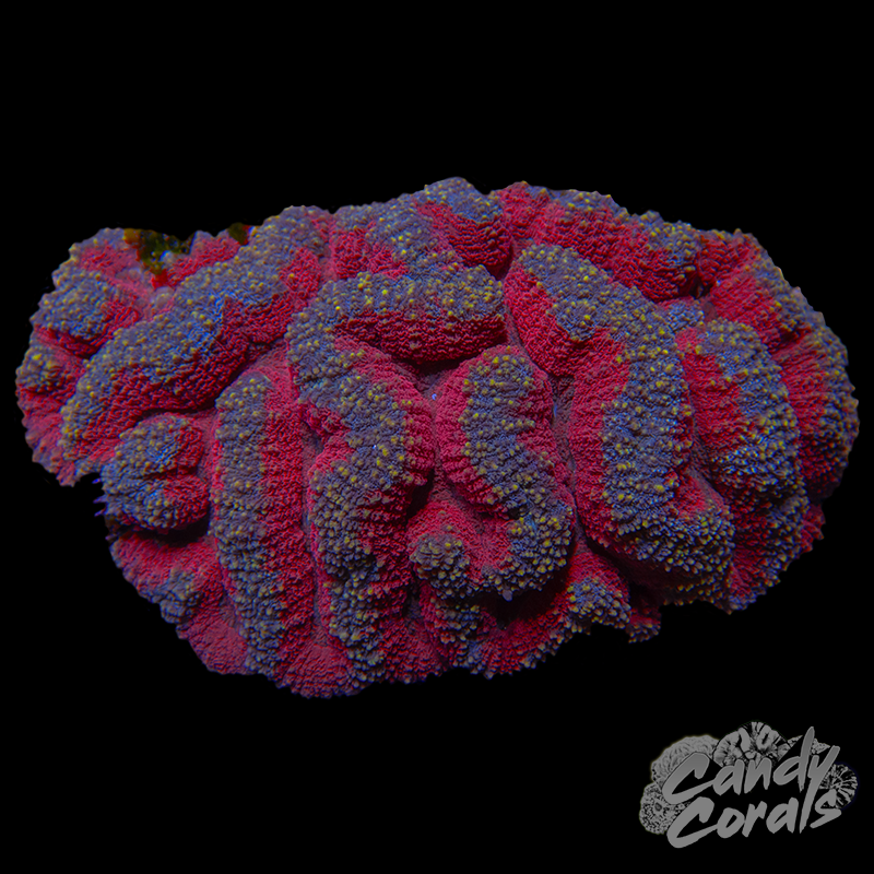 Rainbow Lobophyllia WYSIWYG 88