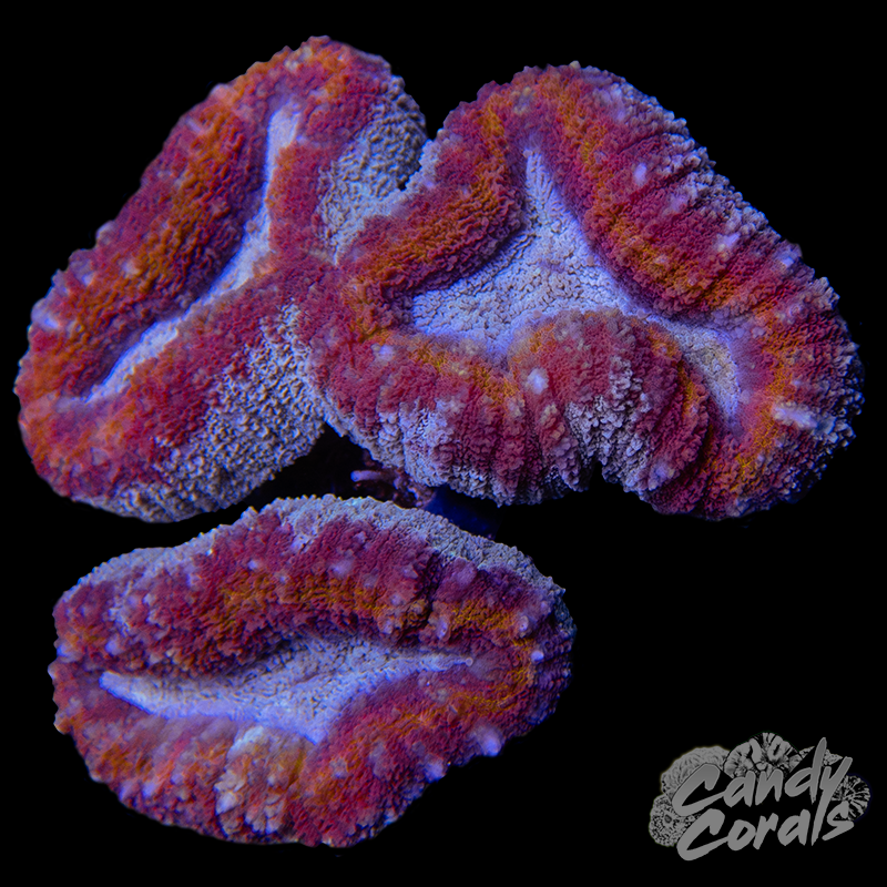 Rainbow Lobophyllia WYSIWYG 44