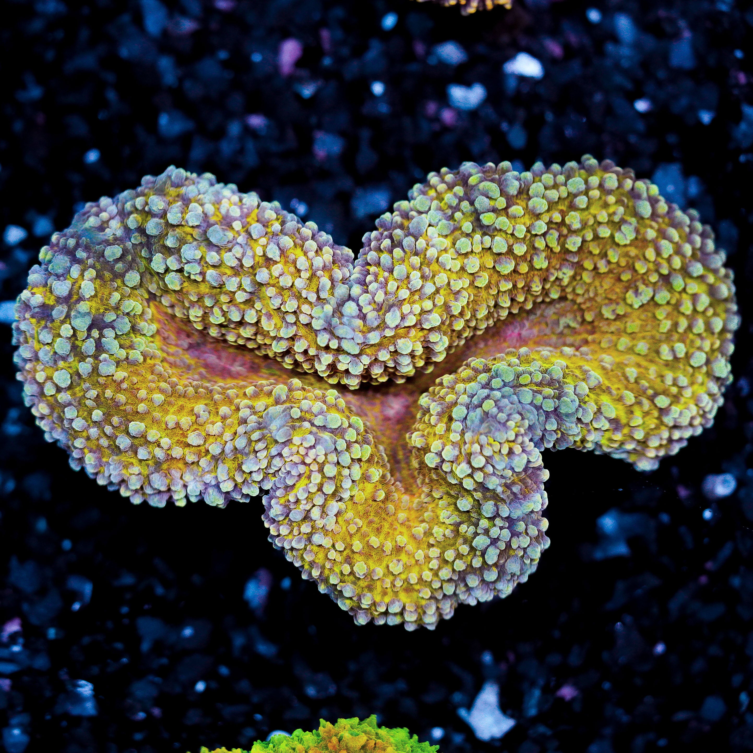 Gold Lobophyllia WYSIWYG 94