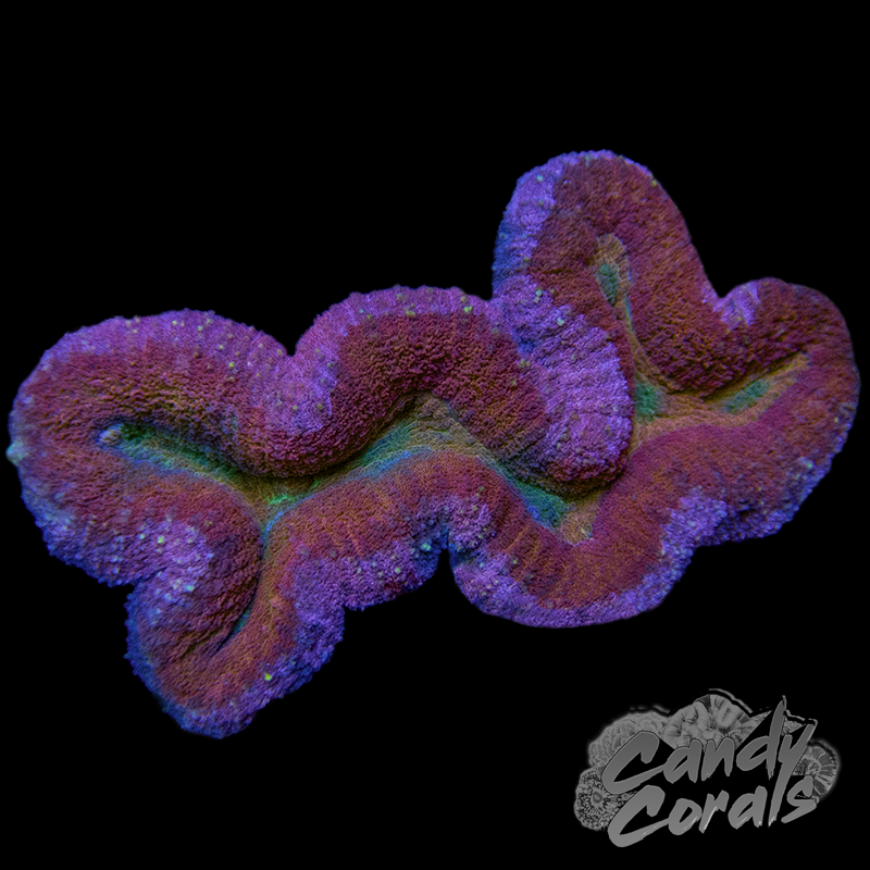 Ultra Rainbow Lobophyllia WYSIWYG 5