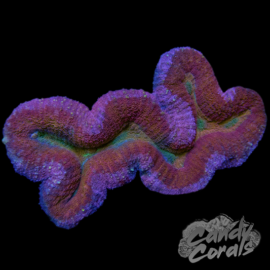 Ultra Rainbow Lobophyllia WYSIWYG 5