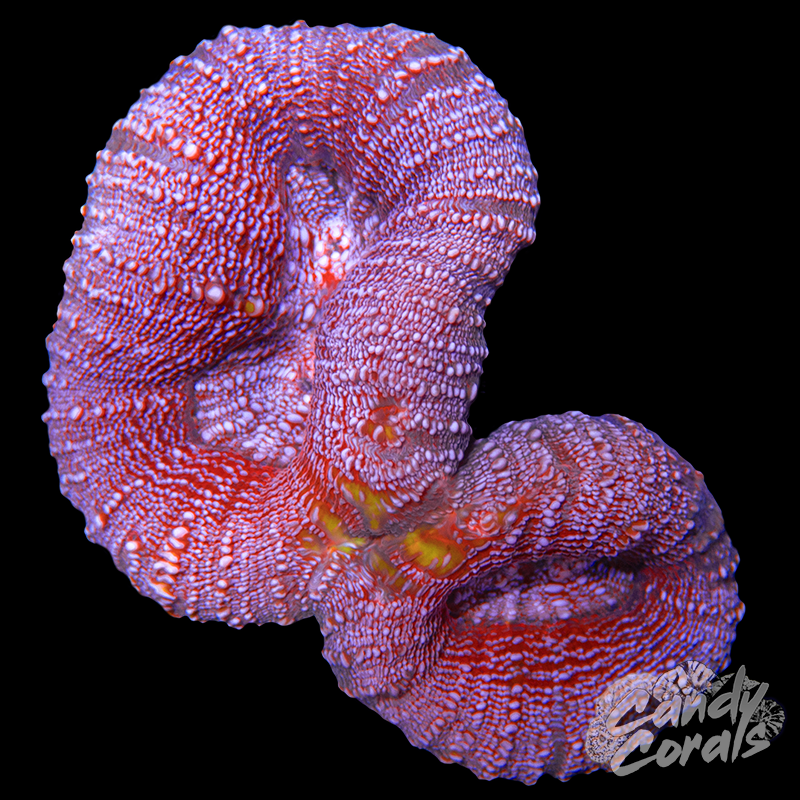 Rainbow Lobophyllia WYSIWYG 38
