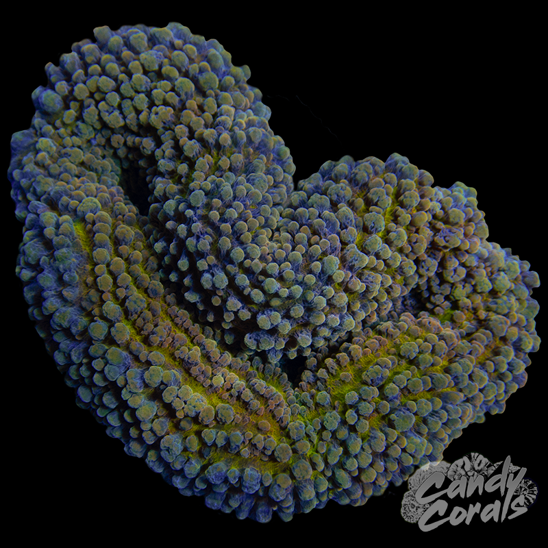 Gold Lobophyllia WYSIWYG 43