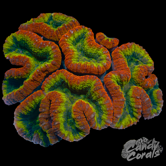 Rainbow Lobophyllia WYSIWYG 60