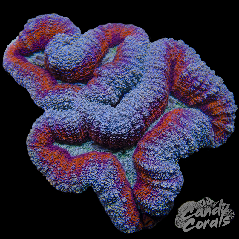 Rainbow Lobophyllia WYSIWYG 79