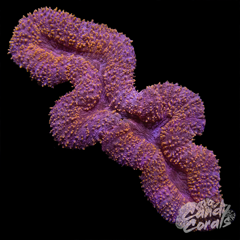 Lobophyllia WYSIWYG 96