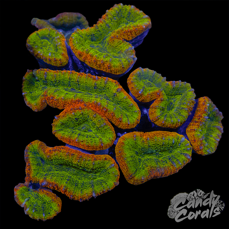 Rainbow Lobophyllia WYSIWYG 15