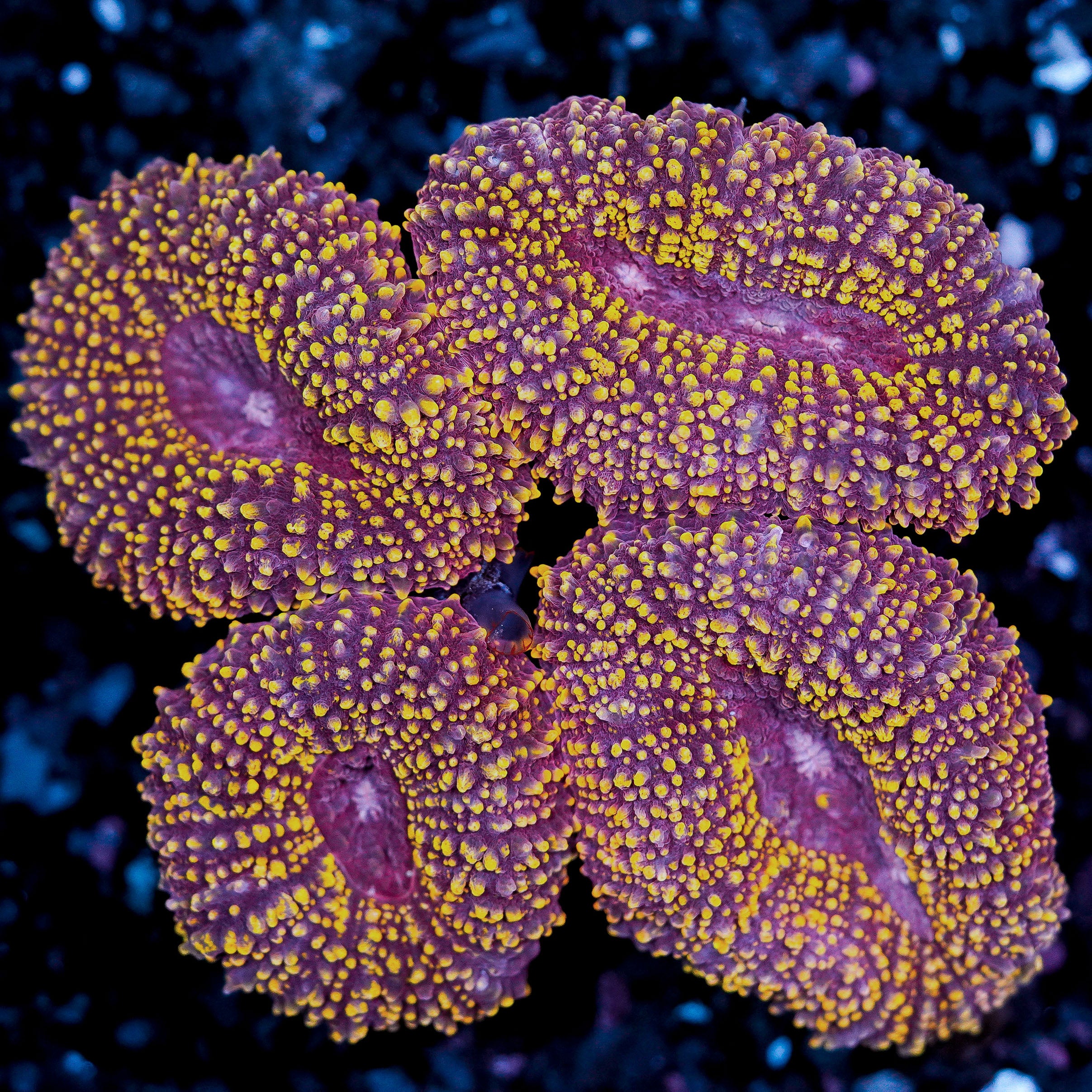 Lobophyllia WYSIWYG 95