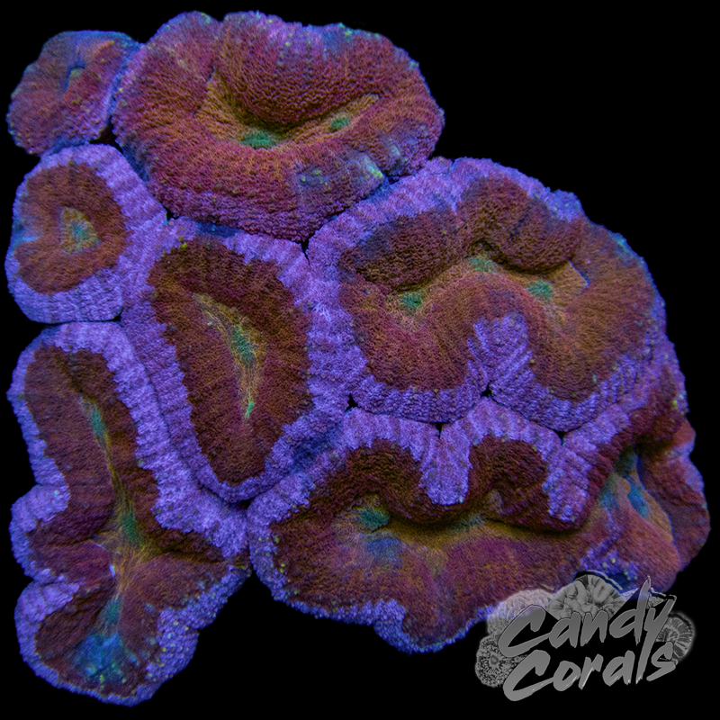 Ultra Rainbow Lobophyllia WYSIWYG 6