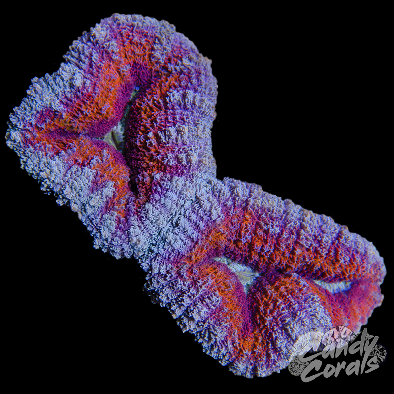 Rainbow Lobophyllia WYSIWYG 83