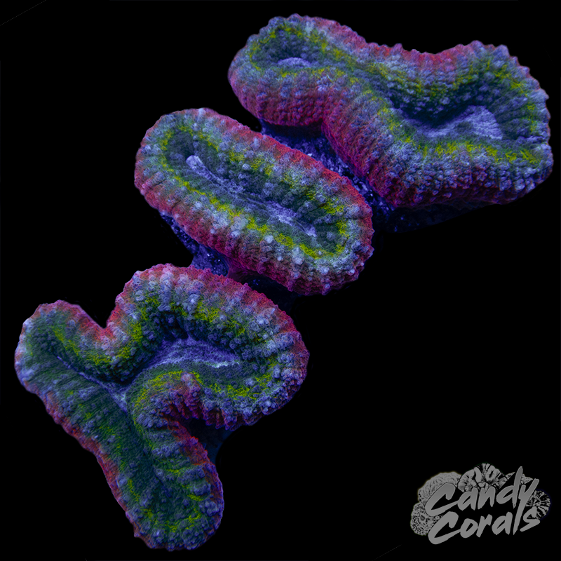 Rainbow Lobophyllia WYSIWYG 10