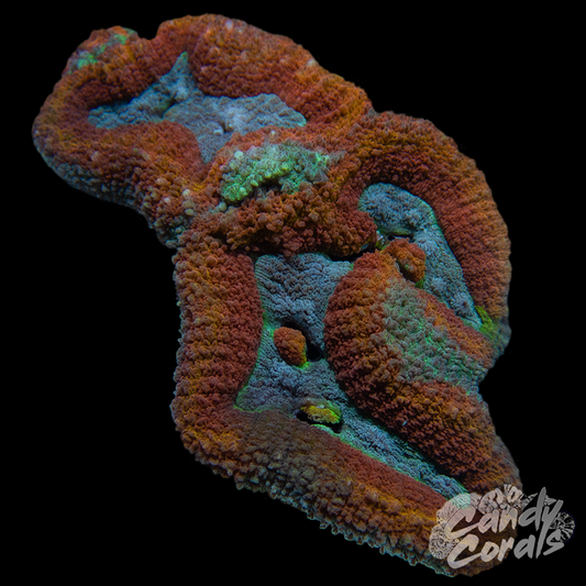 Rainbow Lobophyllia WYSIWYG 49