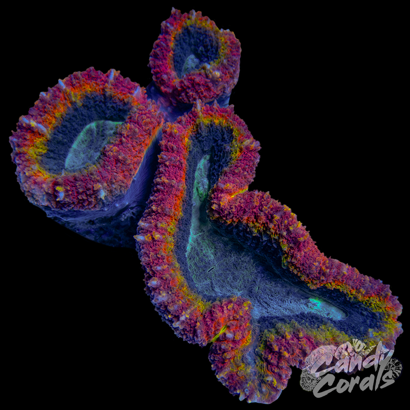 Rainbow Lobophyllia WYSIWYG 73