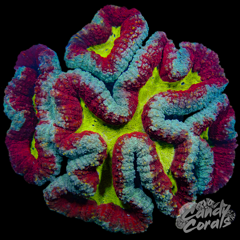 Rainbow Lobophyllia WYSIWYG 61