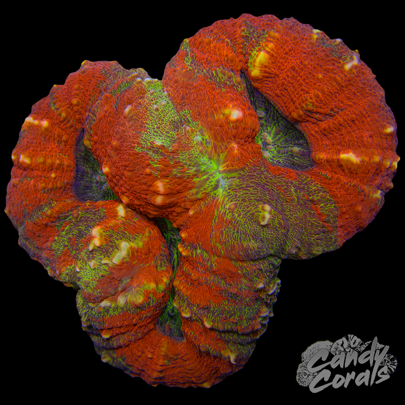 Rainbow Lobophyllia WYSIWYG 89