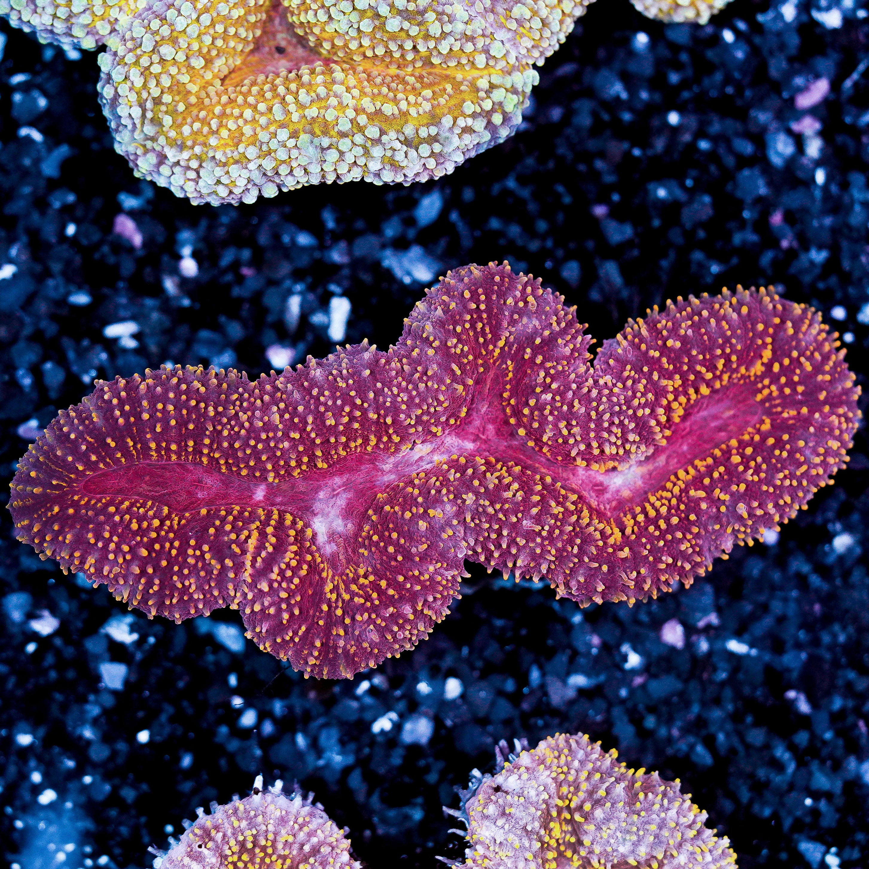 Lobophyllia WYSIWYG 96