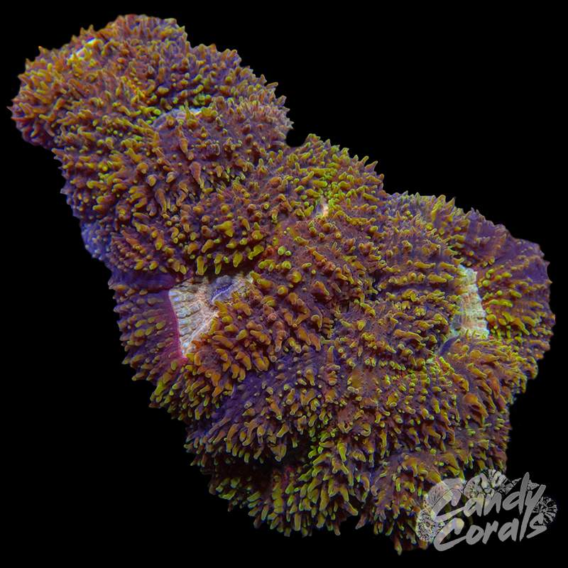 Rainbow Lobophyllia WYSIWYG 68