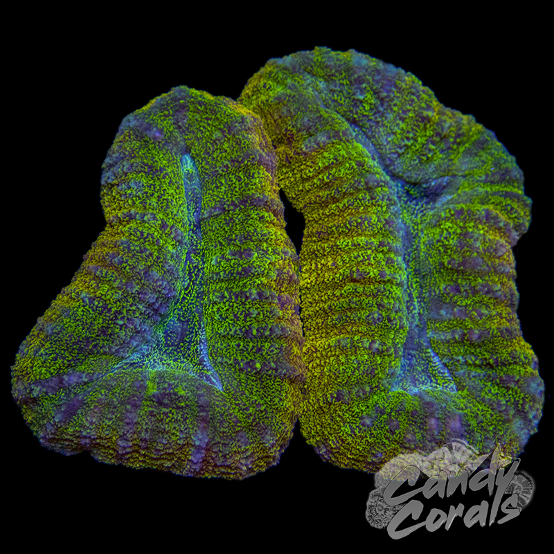 Ultra Rainbow Lobophyllia WYSIWYG 7