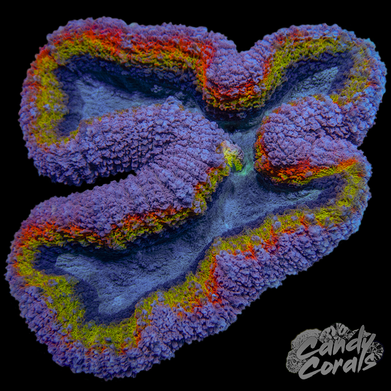 Rainbow Lobophyllia WYSIWYG 62