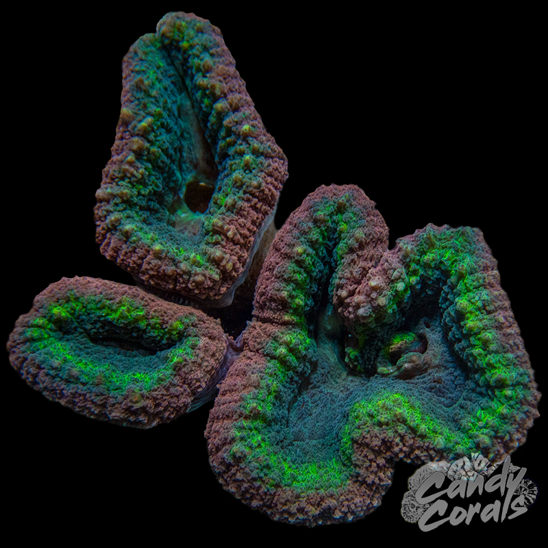 Rainbow Lobophyllia WYSIWYG 52