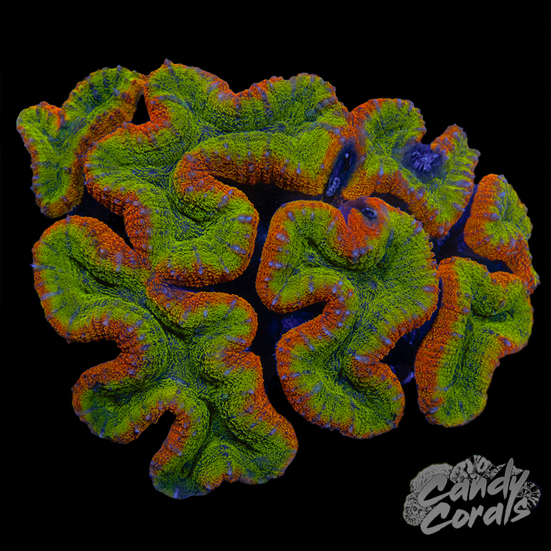 Ultra Rainbow Lobophyllia WYSIWYG 9