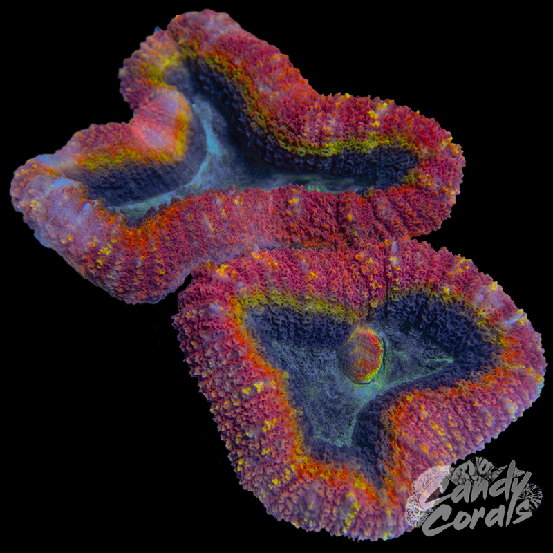 Rainbow Lobophyllia WYSIWYG 74