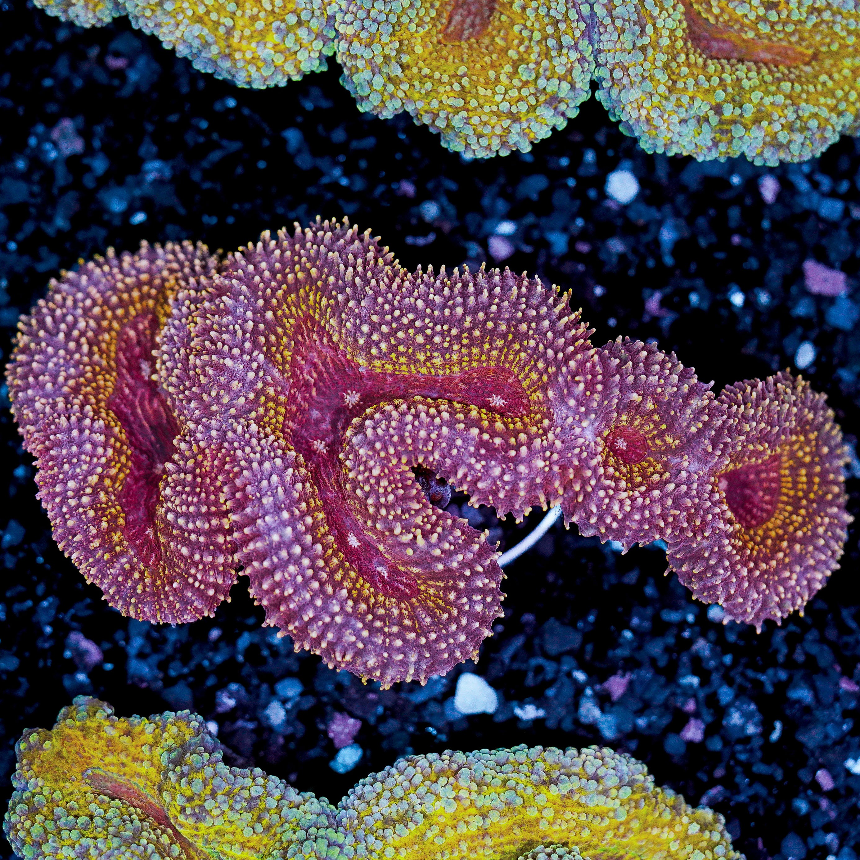 Lobophyllia WYSIWYG 97