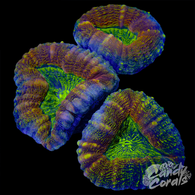 Rainbow Lobophyllia WYSIWYG 16