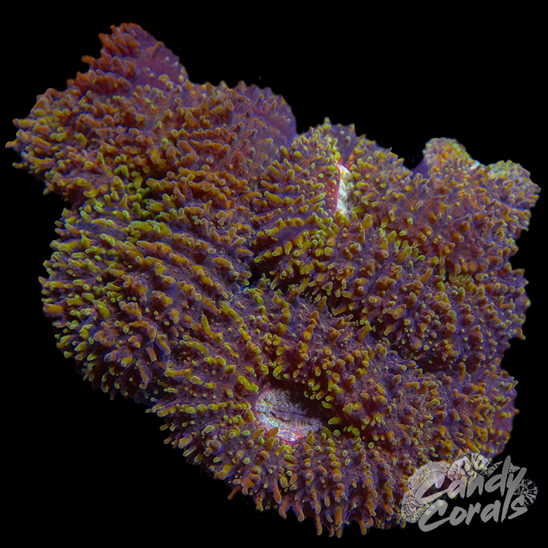 Rainbow Lobophyllia WYSIWYG 70