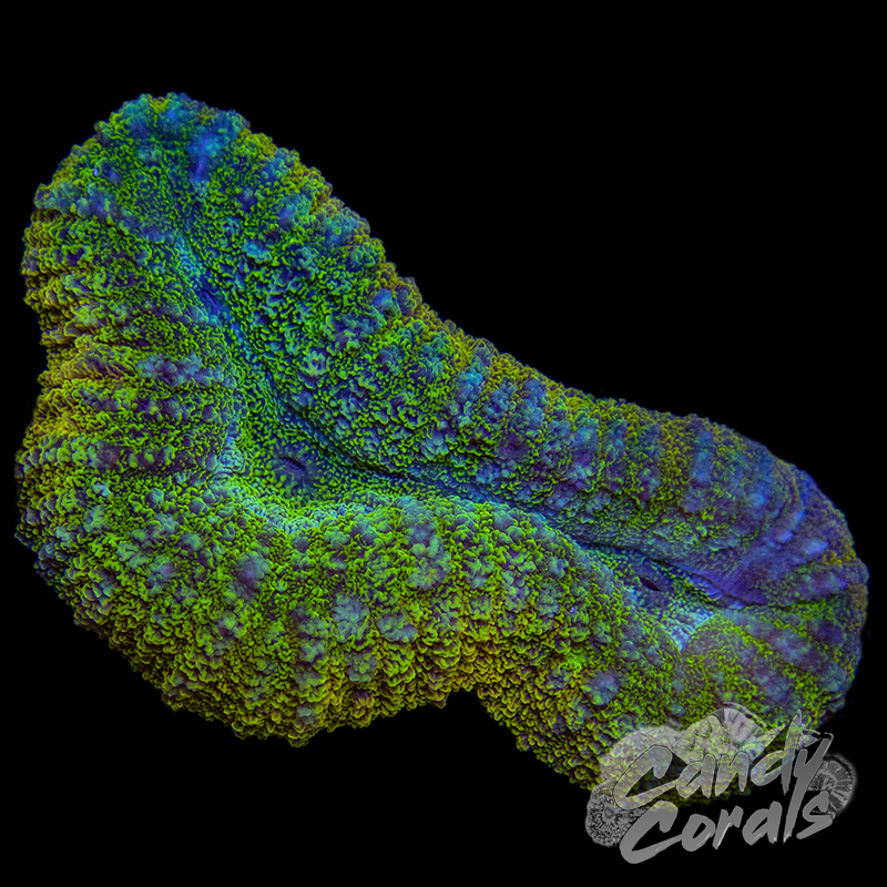 Ultra Rainbow Lobophyllia WYSIWYG 8