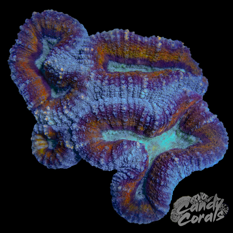 Rainbow Lobophyllia WYSIWYG 63