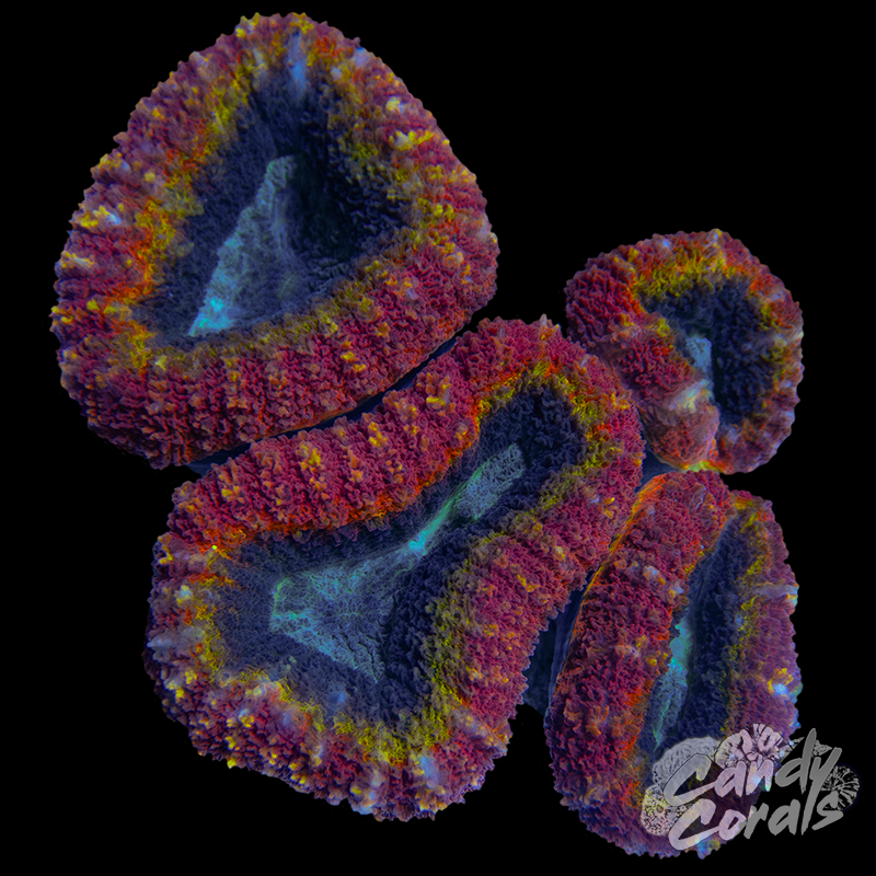 Rainbow Lobophyllia WYSIWYG 75