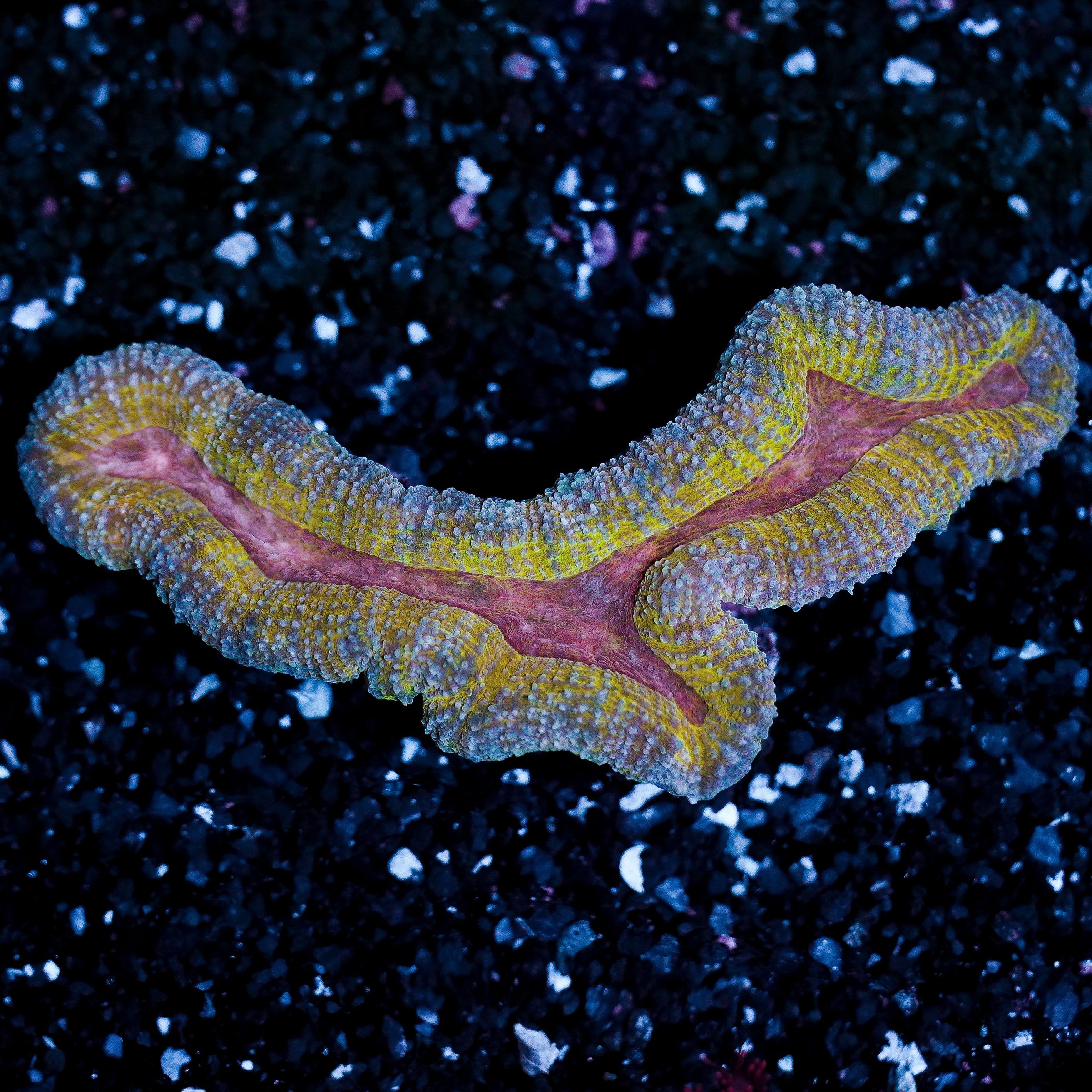Lobophyllia WYSIWYG 98