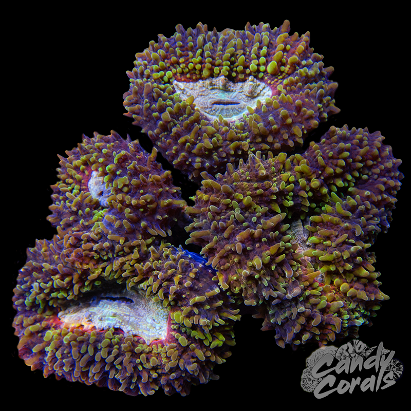 Rainbow Lobophyllia WYSIWYG 69