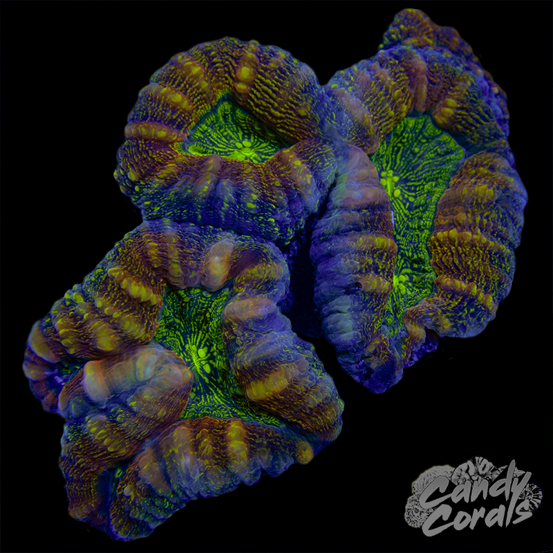 Rainbow Lobophyllia WYSIWYG 17