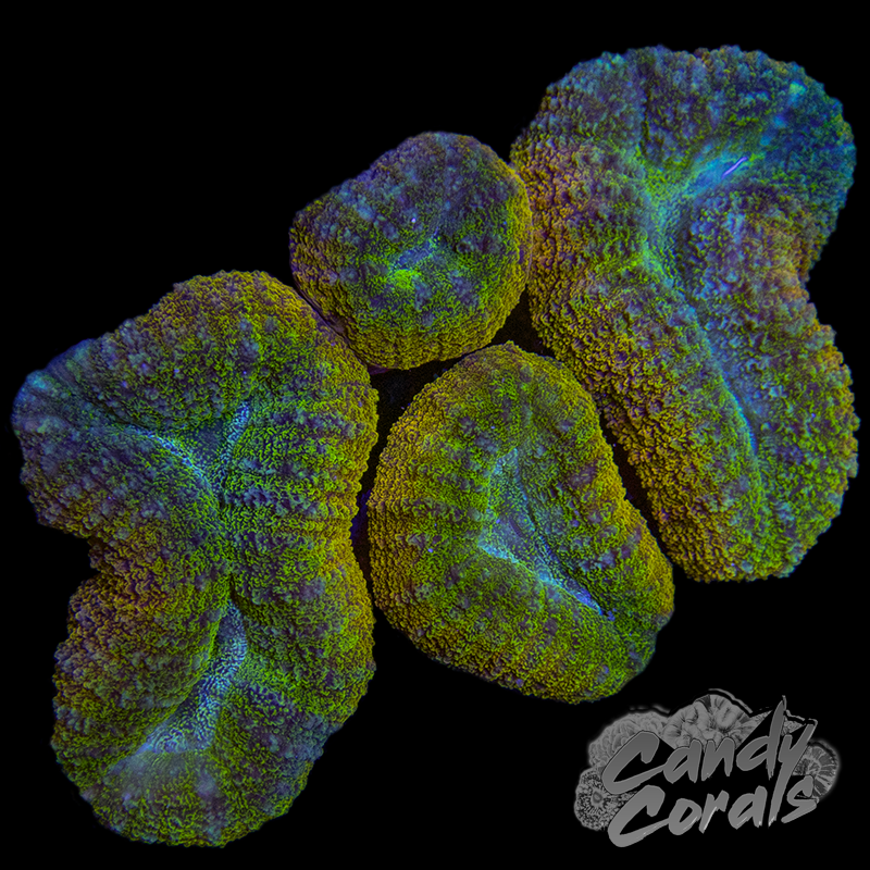 Ultra Rainbow Lobophyllia WYSIWYG 9